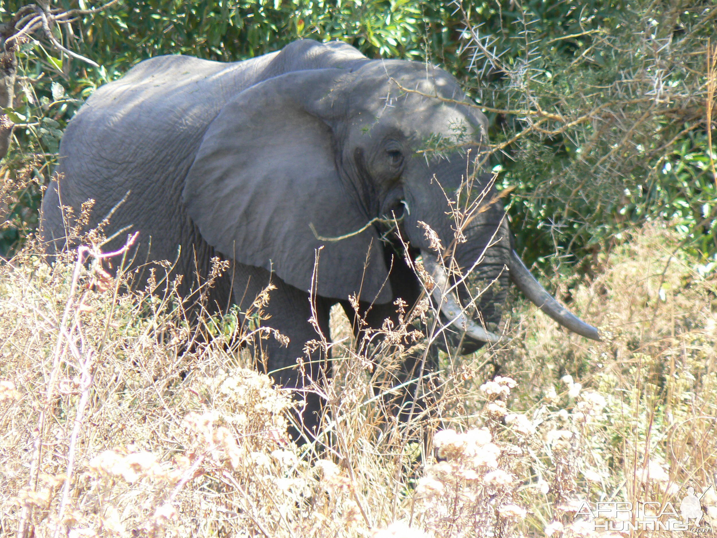 Elephant