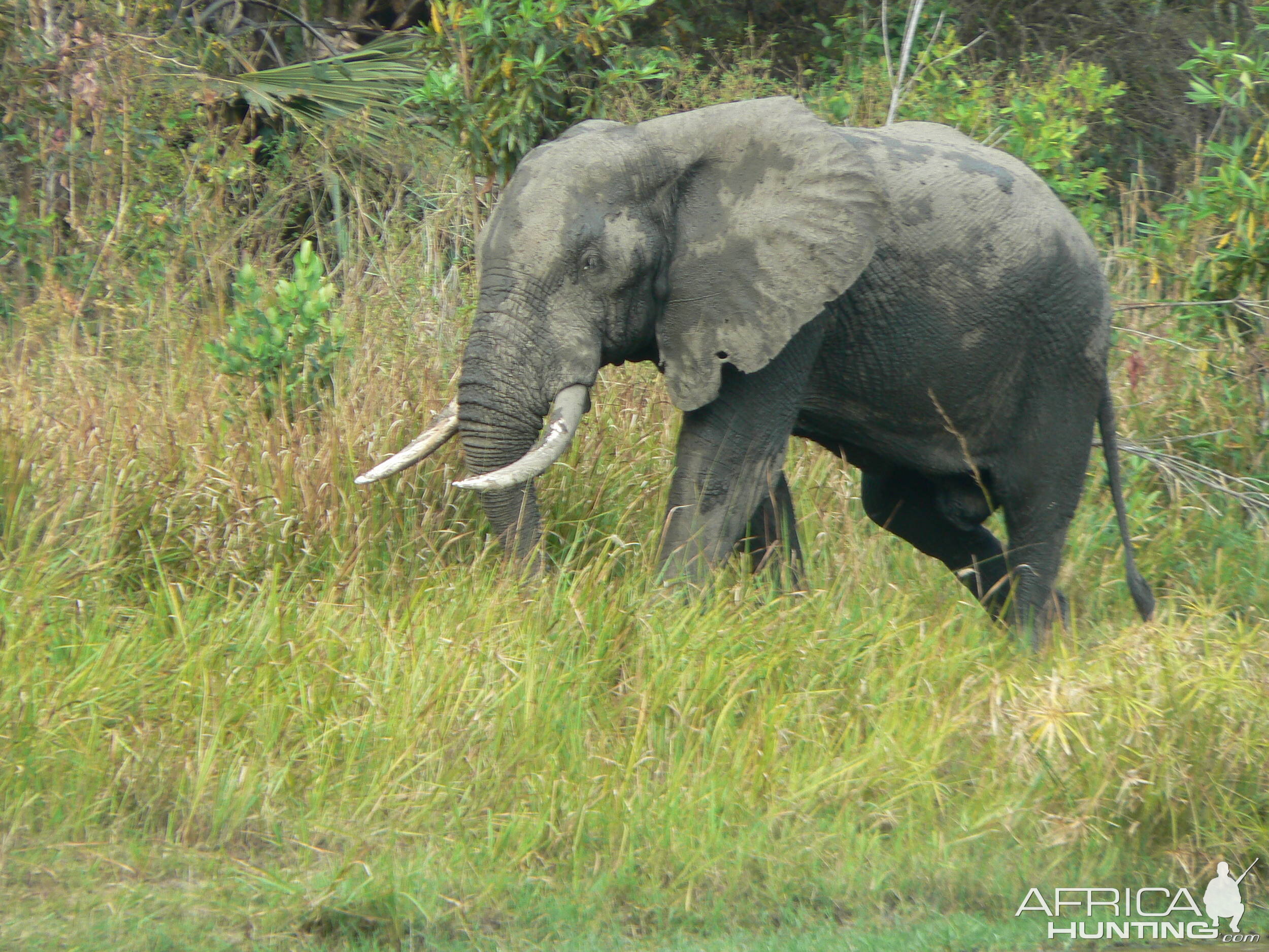 Elephant