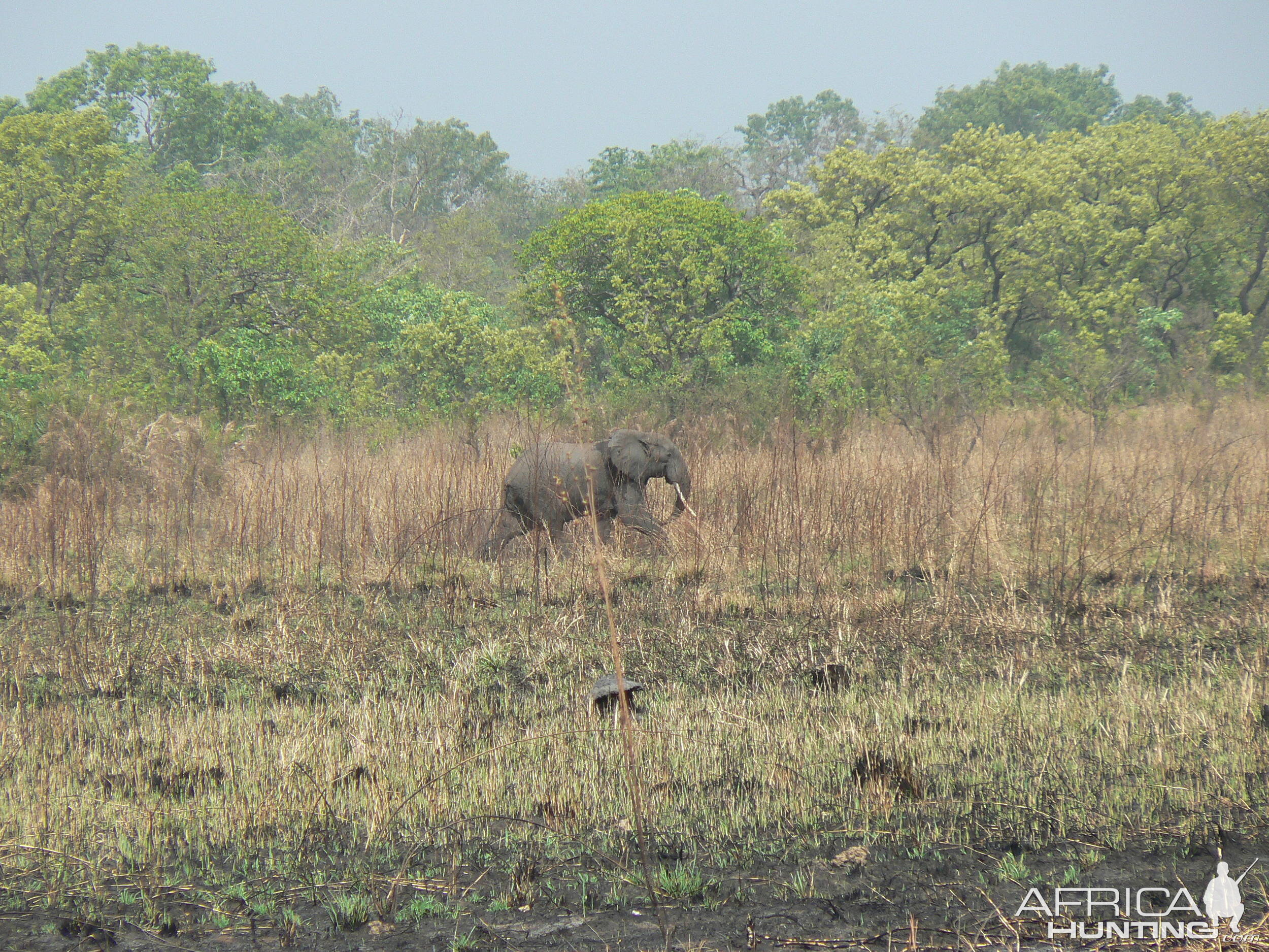 Elephant