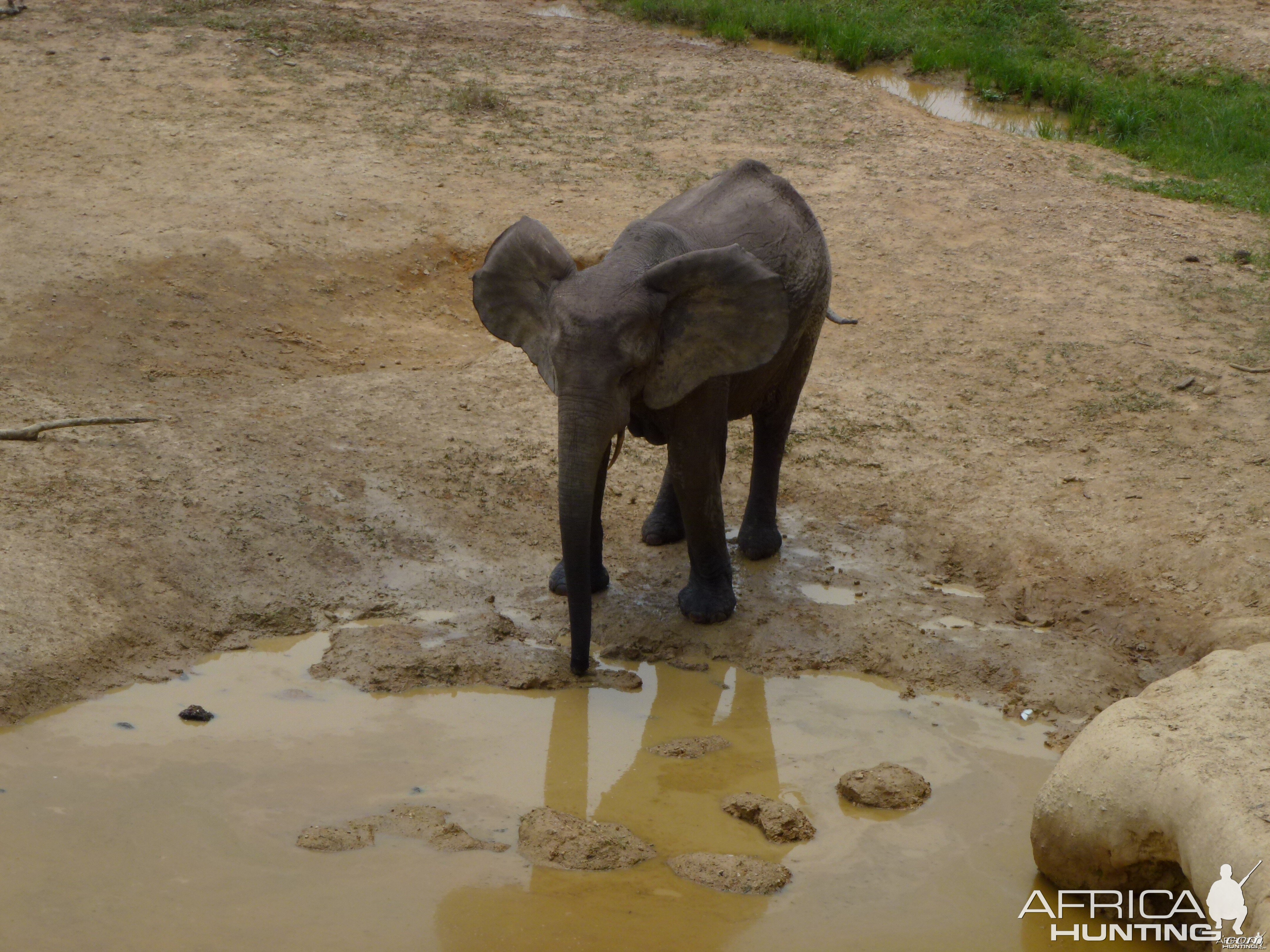 Elephant