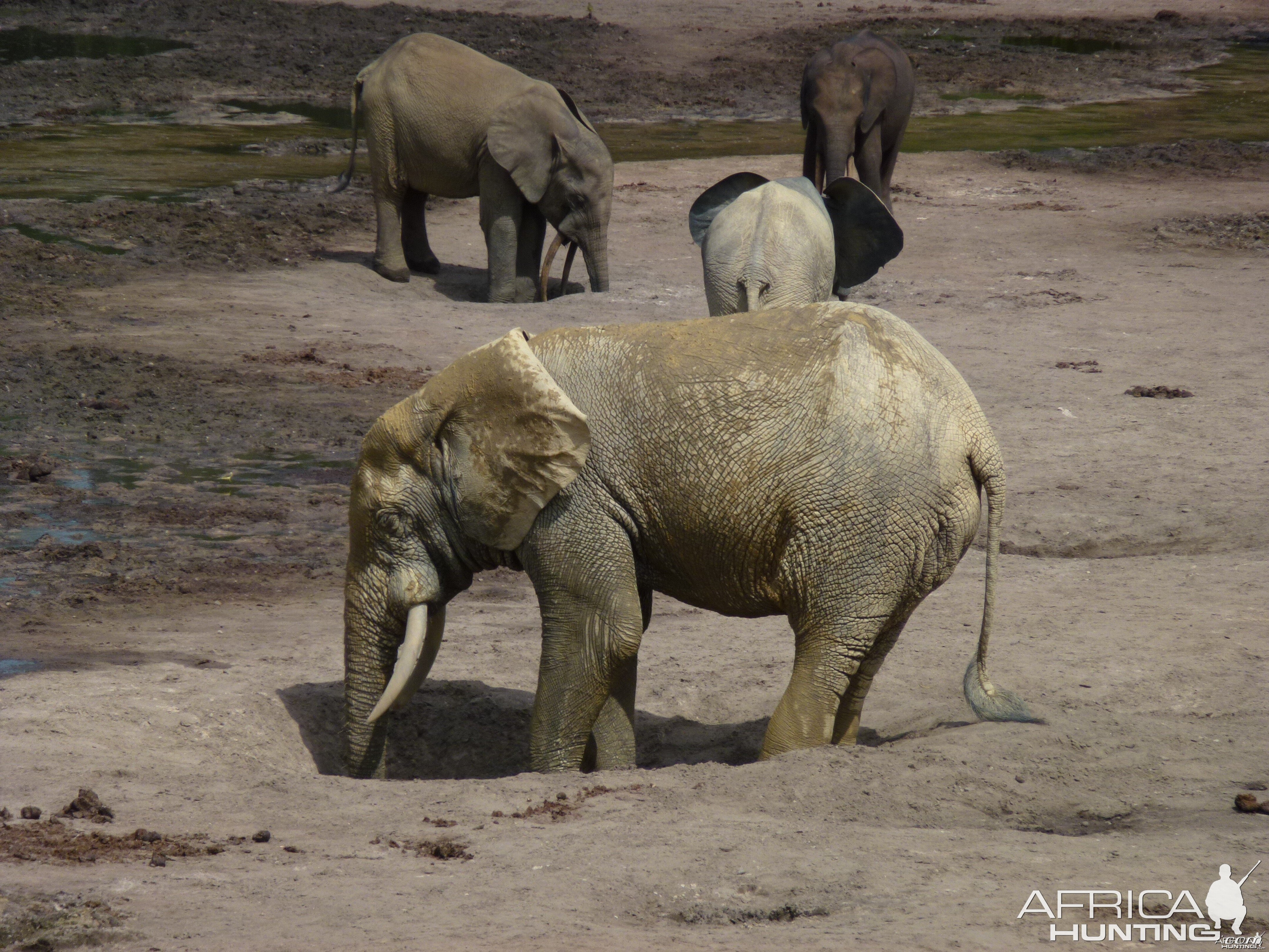 Elephant