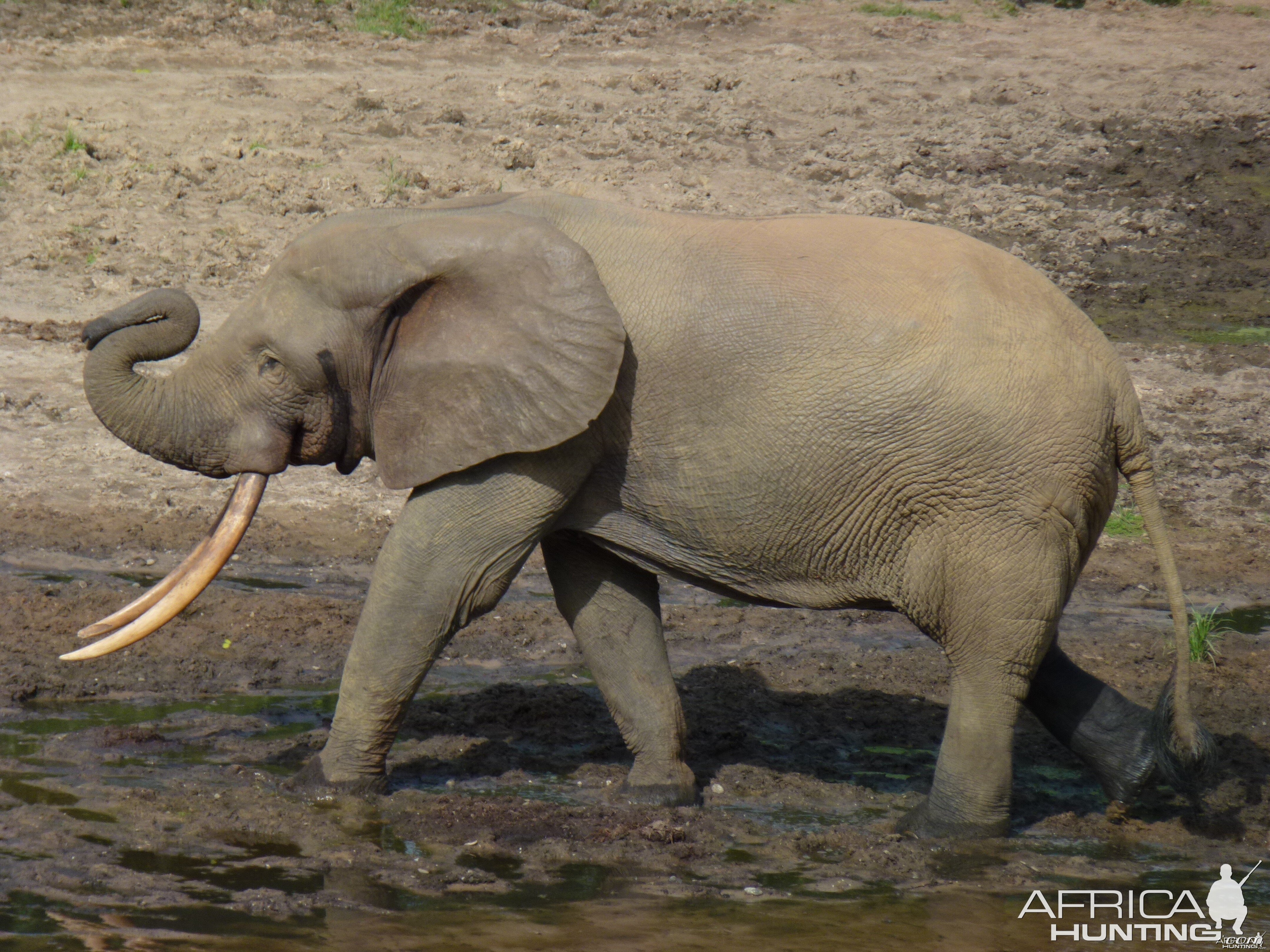 Elephant