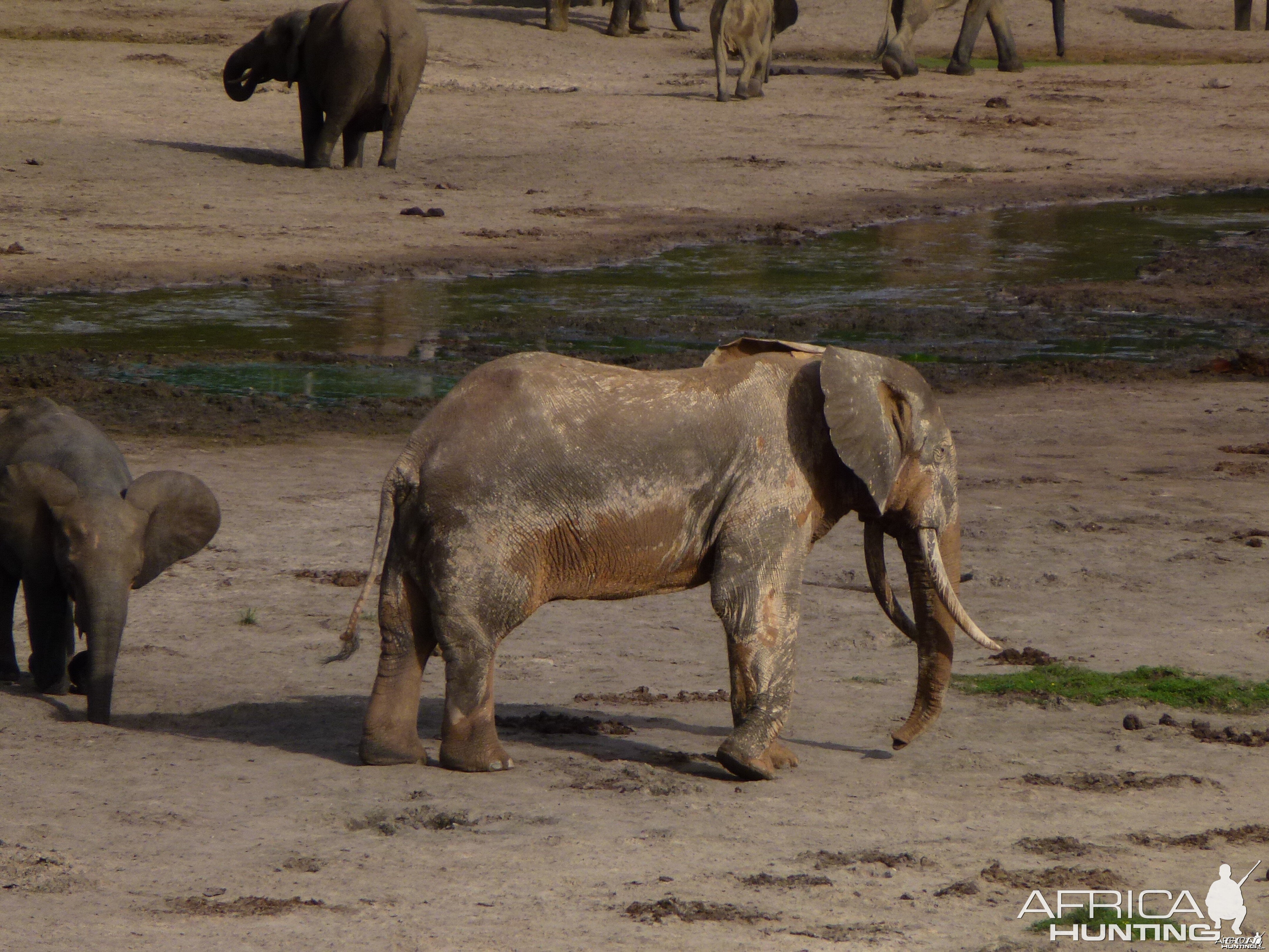 Elephant