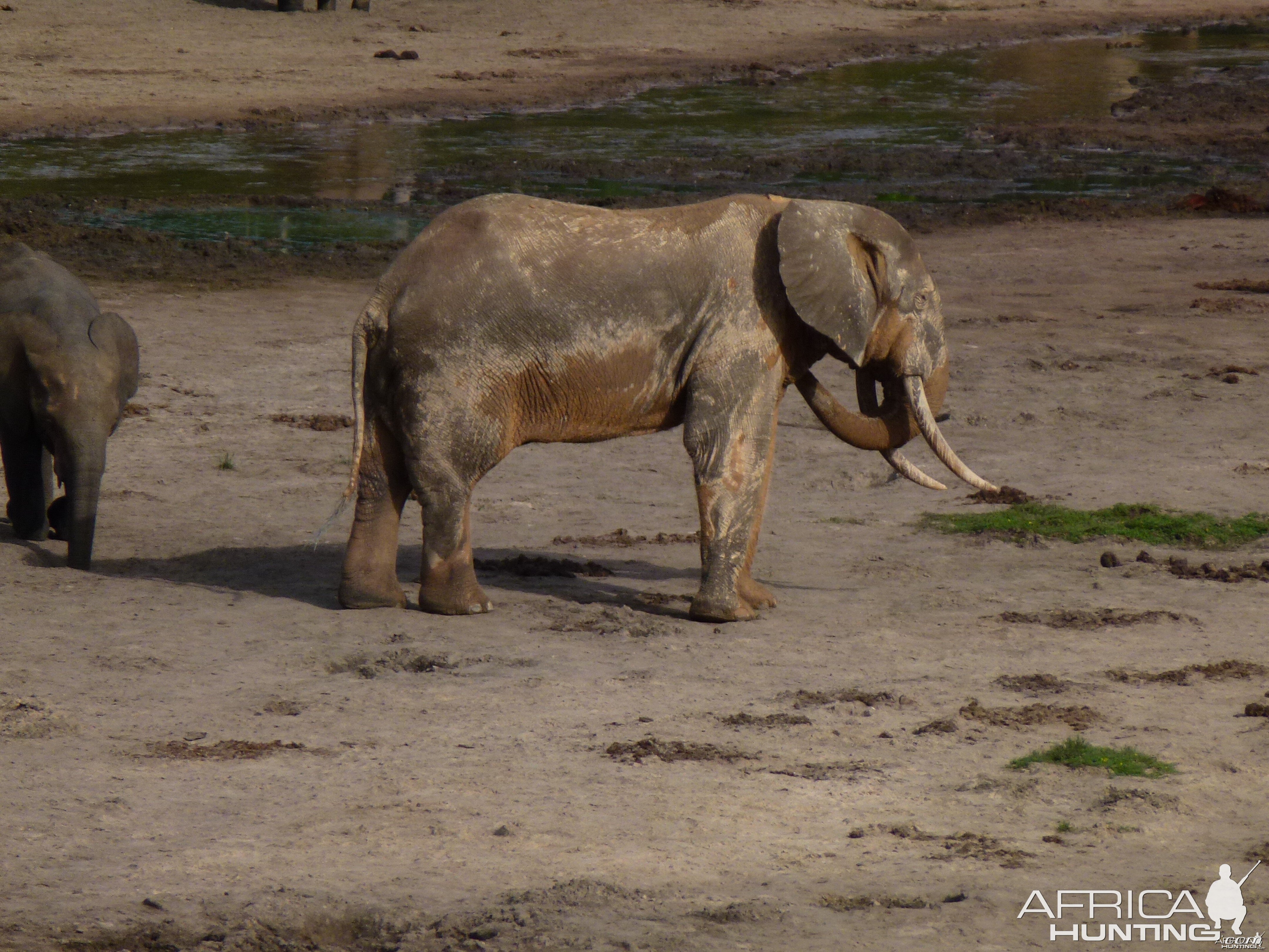 Elephant