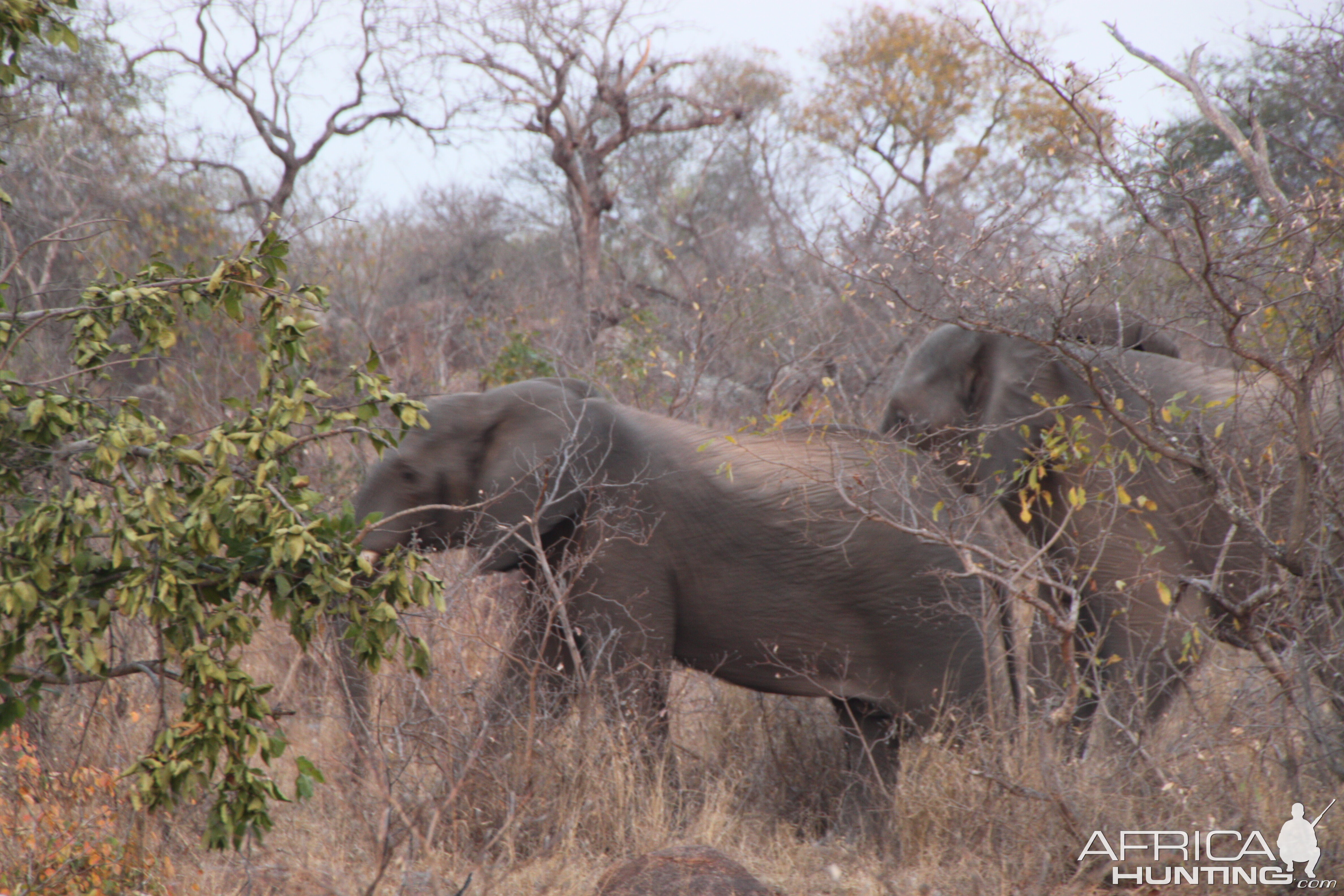 Elephant