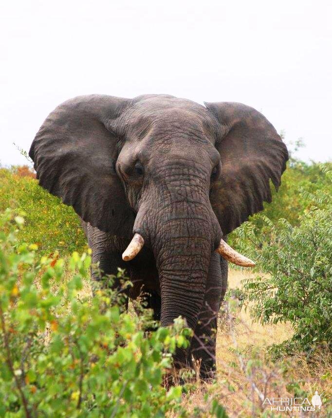 Elephant