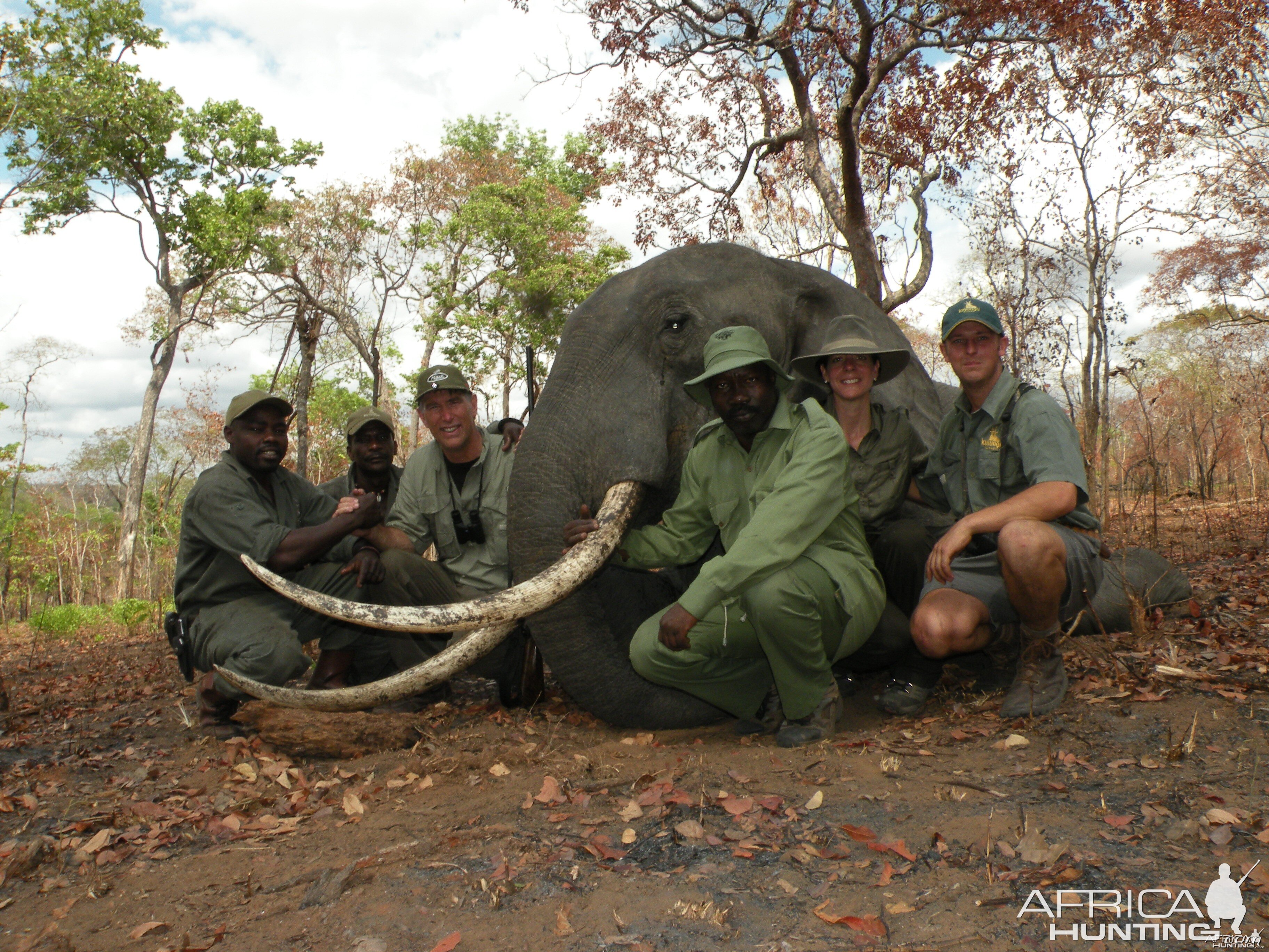 Elephant