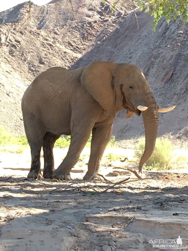 Elephant