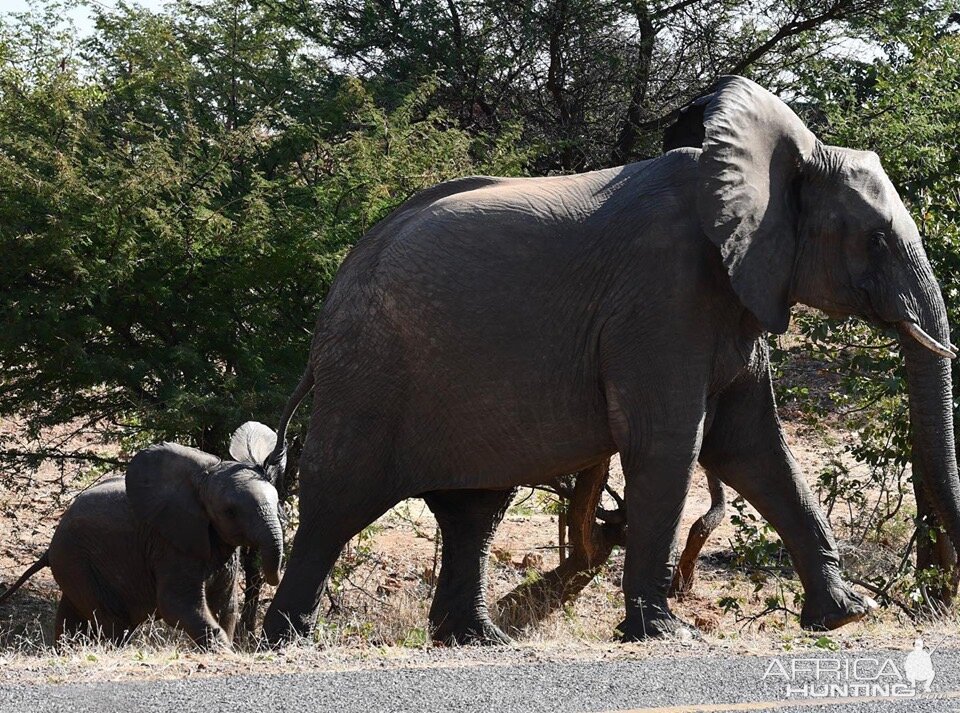 Elephant