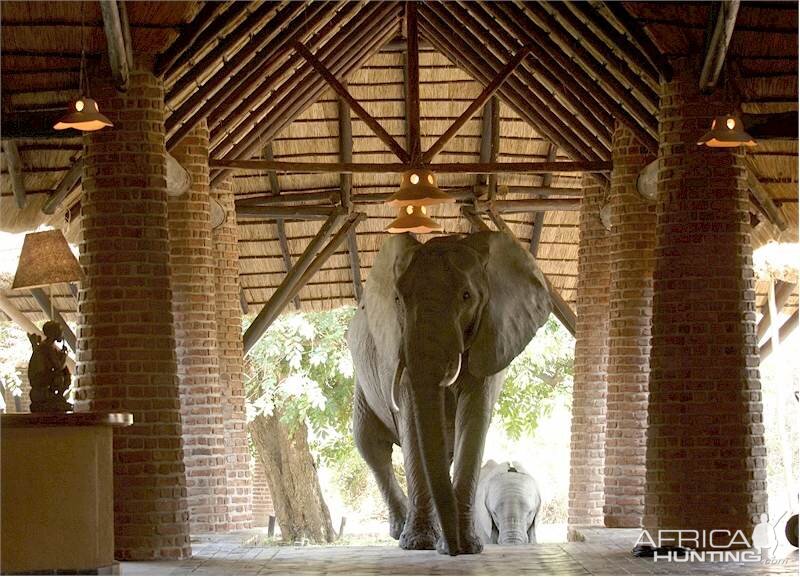 Elephants at the Mfuwe Lodge in Zambia