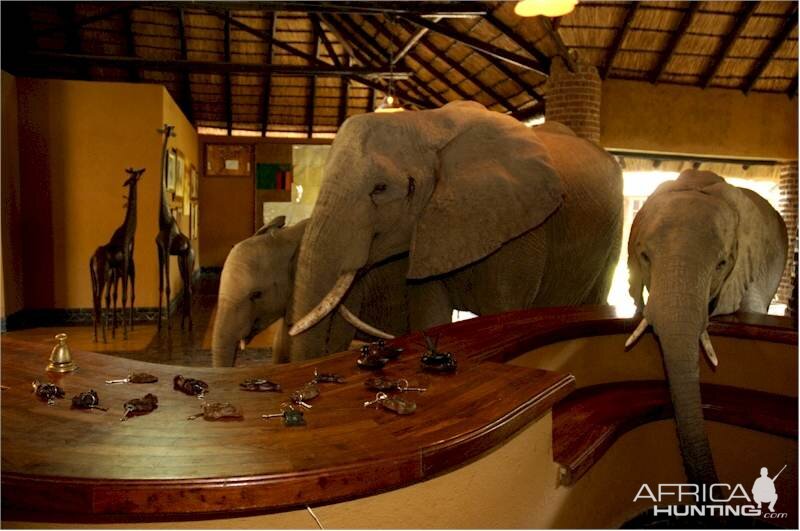 Elephants at the Mfuwe Lodge in Zambia