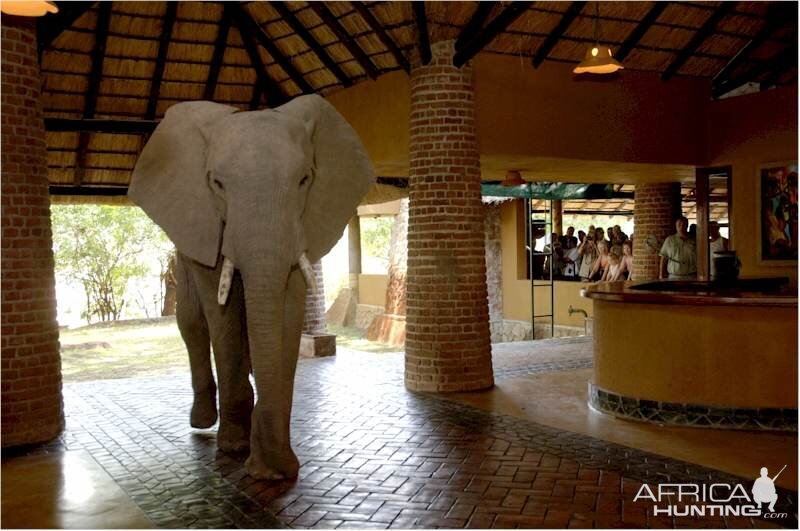 Elephants at the Mfuwe Lodge in Zambia