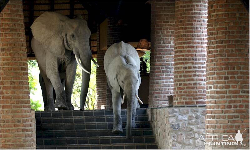 Elephants at the Mfuwe Lodge in Zambia