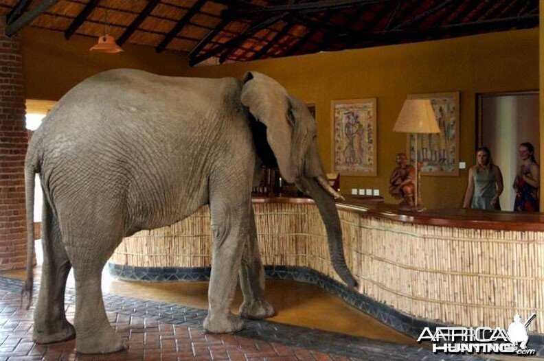 Elephants at the Mfuwe Lodge in Zambia