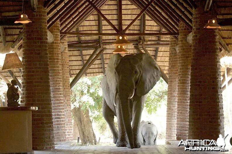 Elephants at the Mfuwe Lodge in Zambia