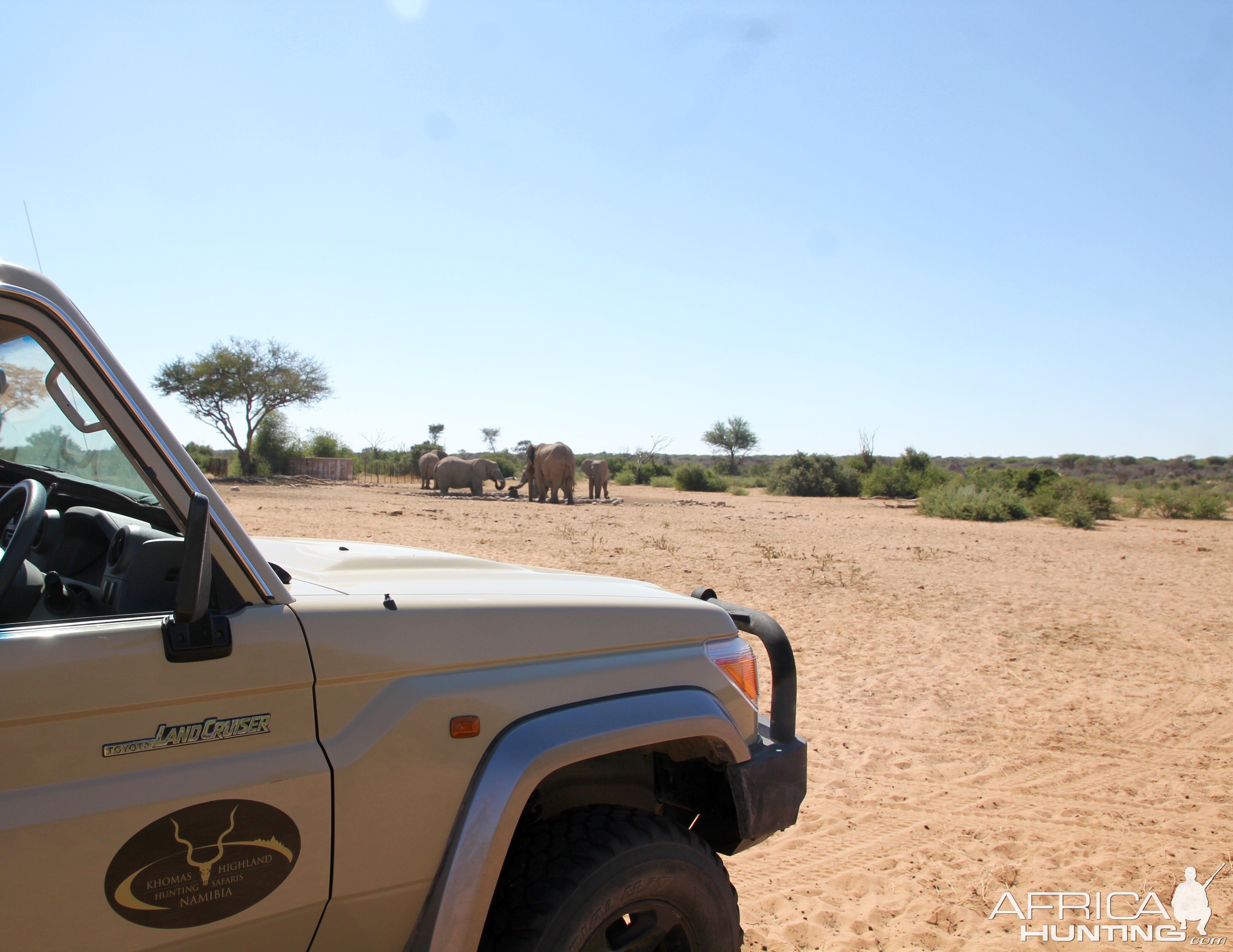 Elephants at the Waterhole