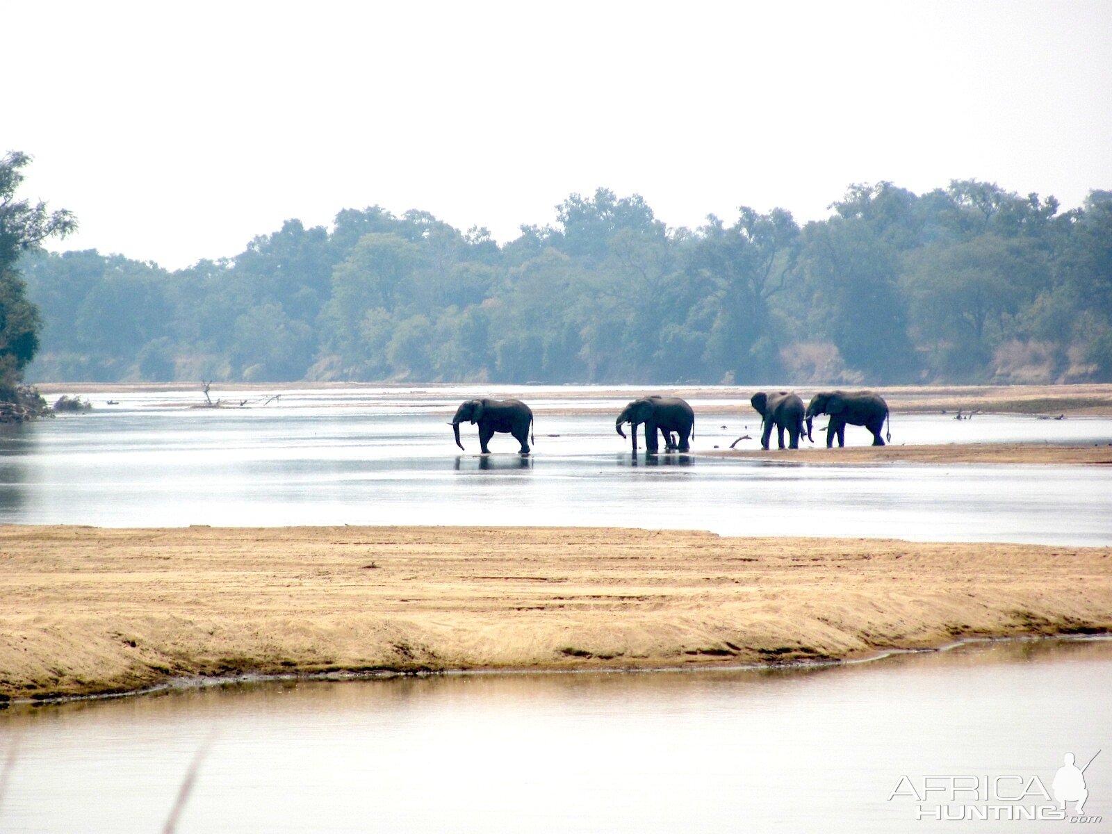 Elephants crossing the Luangwa, Zambia