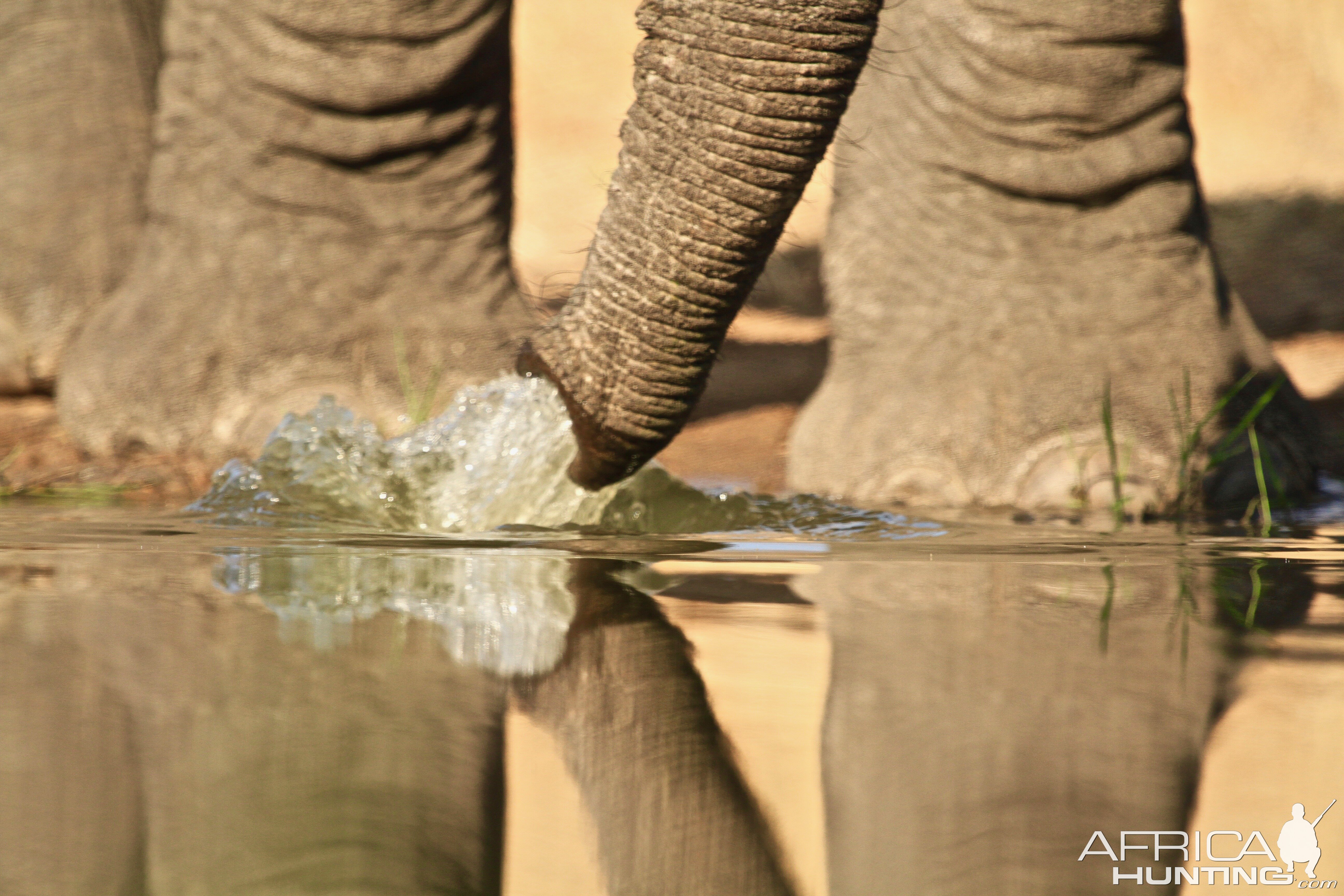 Elephants drinking water