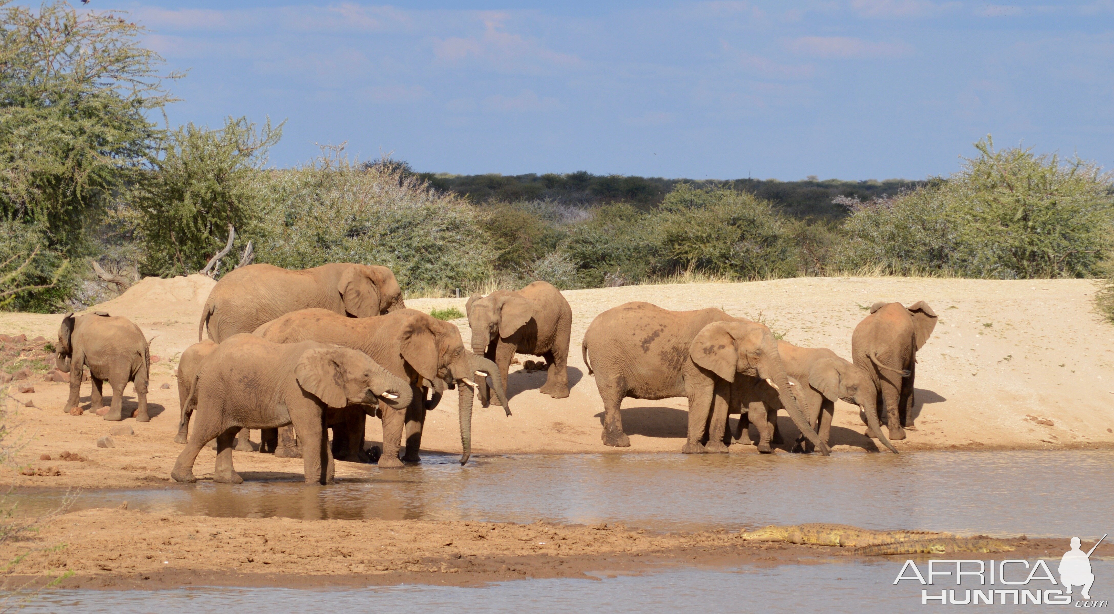 Elephants Erindi Namibia