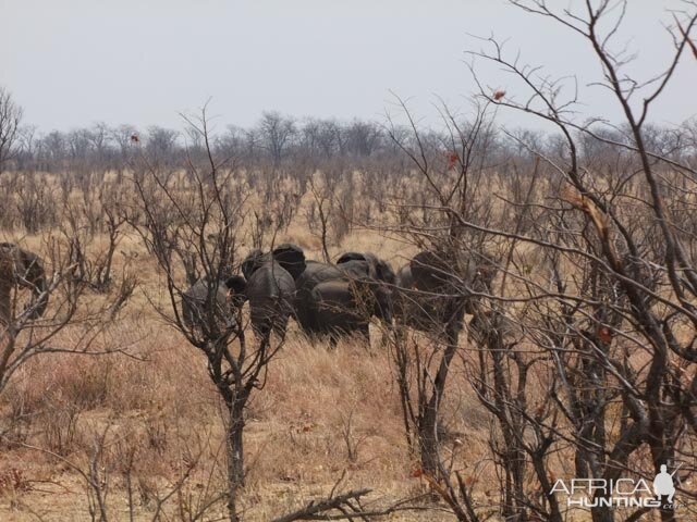 Elephants Galore