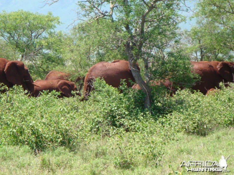 Elephants in South Africa