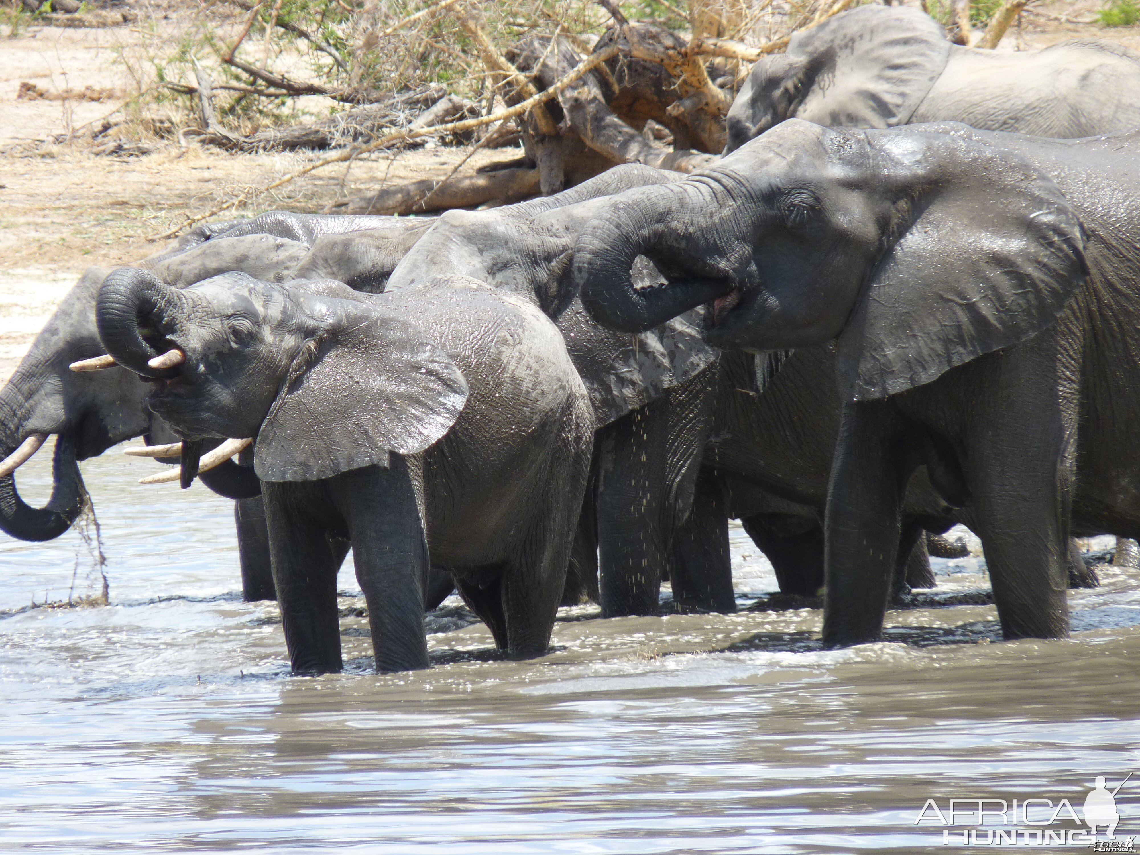 Elephants in Tanzania