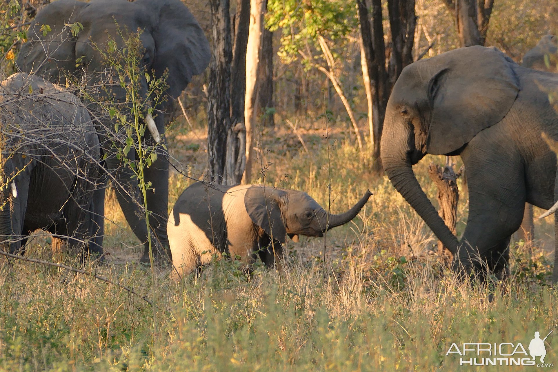 Elephants in Zambia