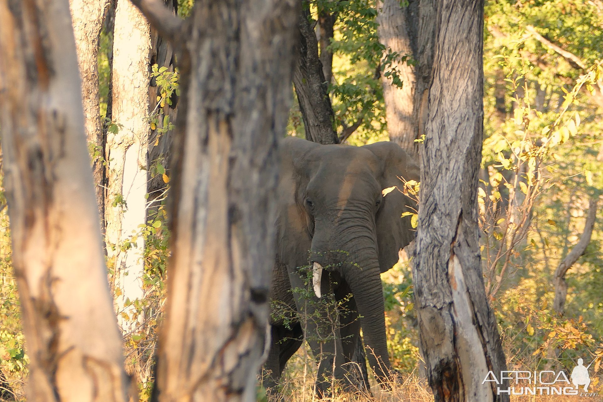 Elephants in Zambia