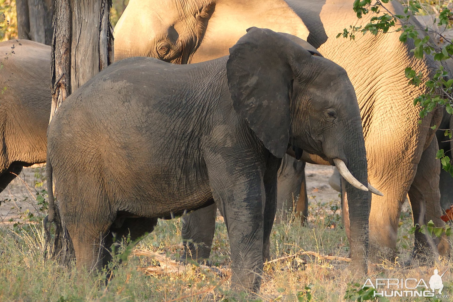 Elephants in Zambia