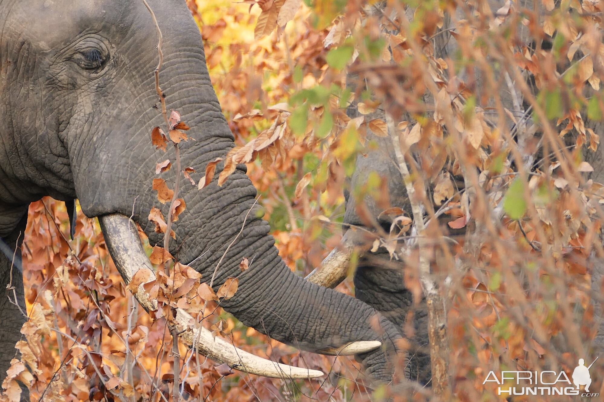 Elephants in Zambia