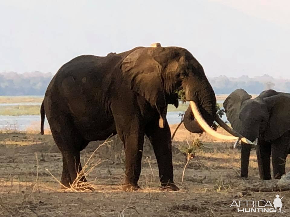 Elephants in Zimbabwe