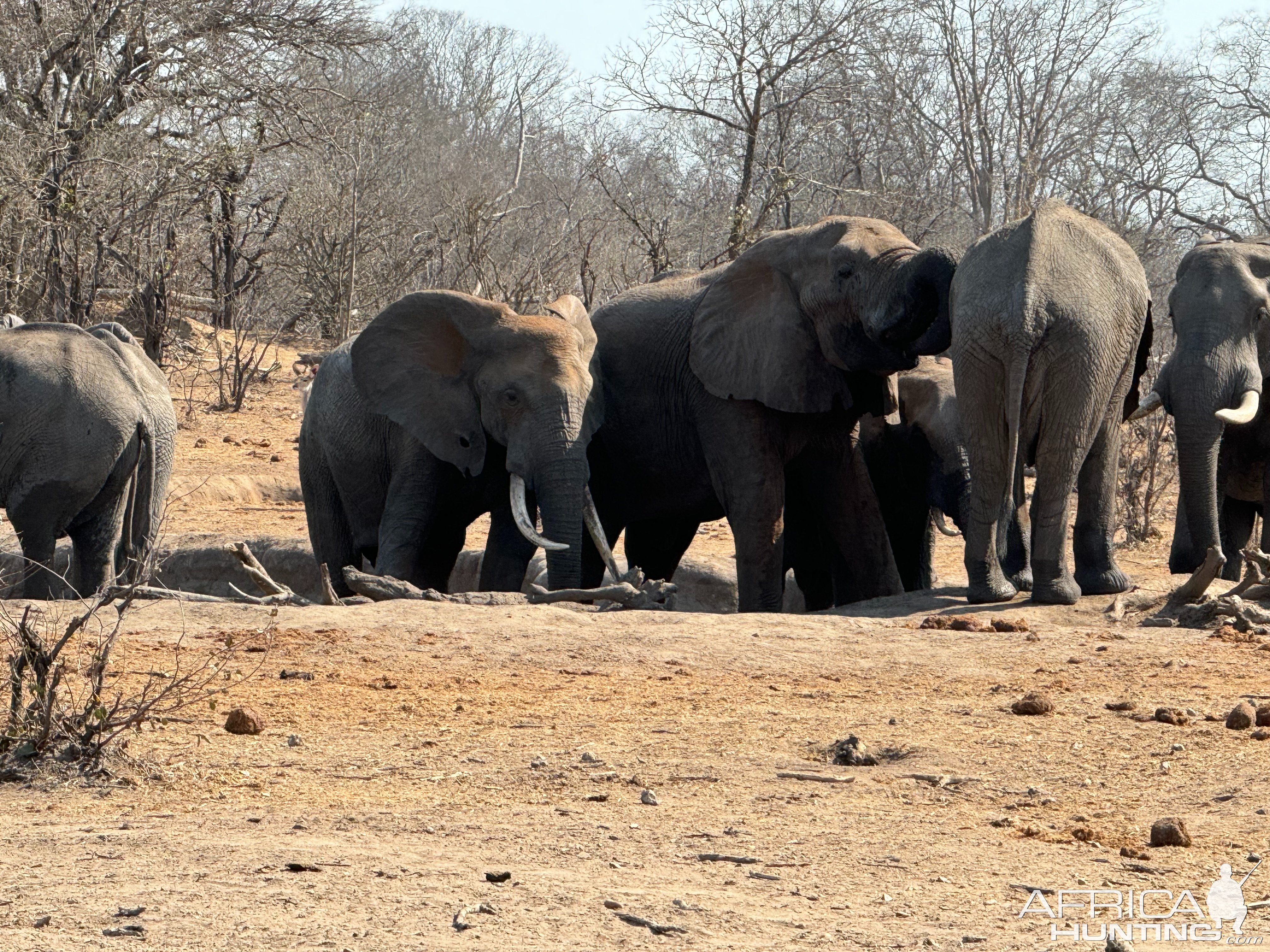 Elephants Mozambique