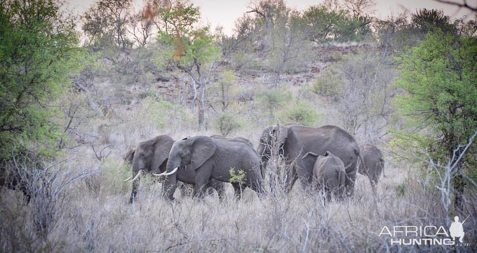 Elephants Mozambique