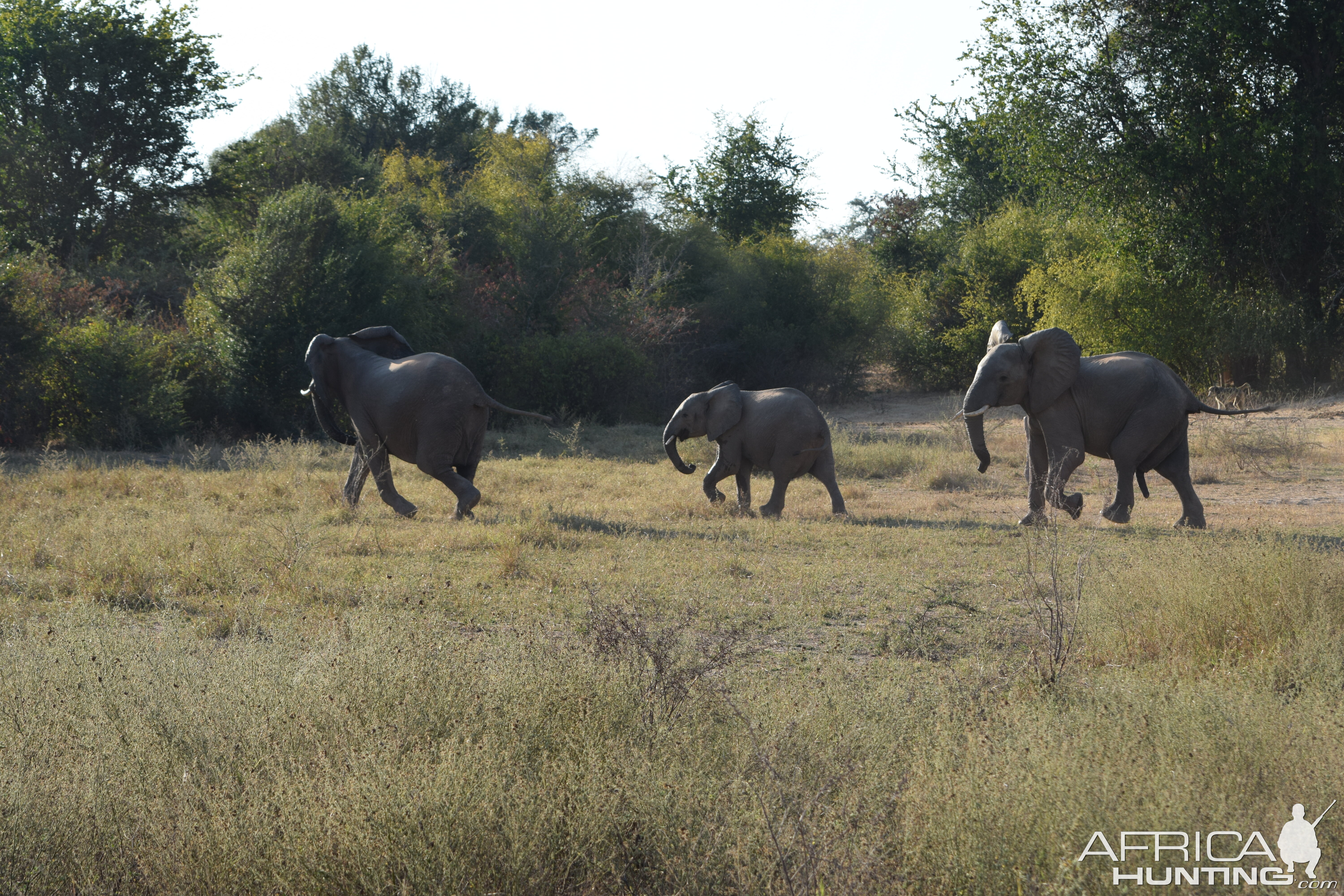 Elephants On The Flood Plains Zimbabwe