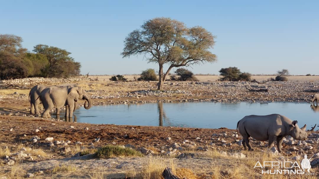 Elephants & Rhino Etosha Nature Reserve Namibia