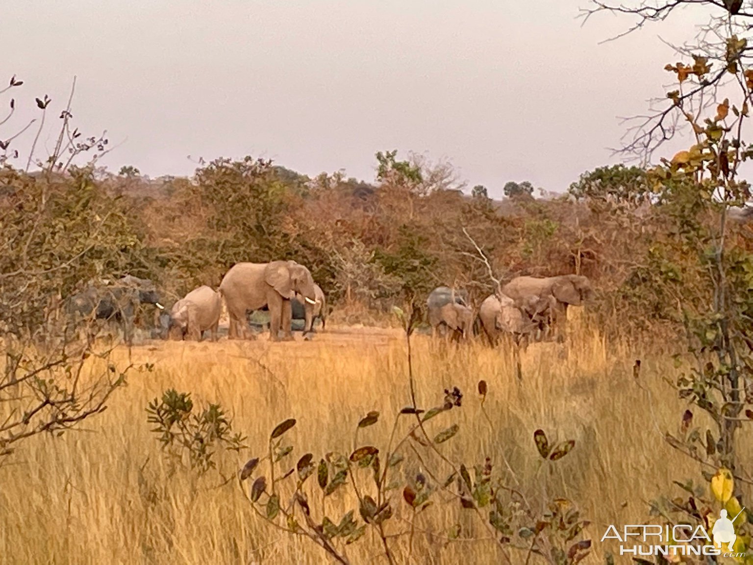 Elephants Rungwa Tanzania