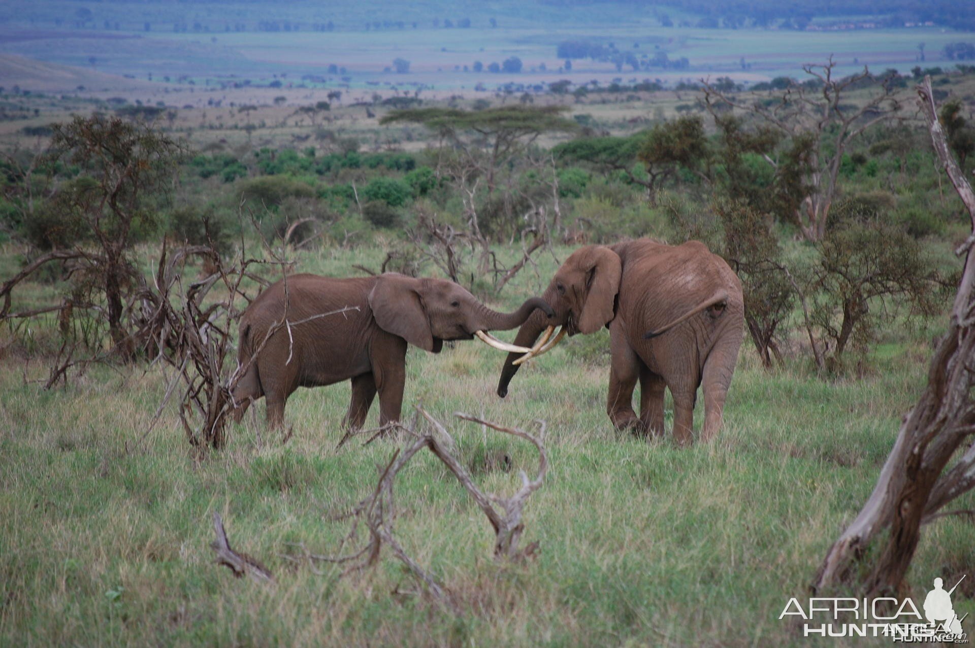 Elephants Tanzania