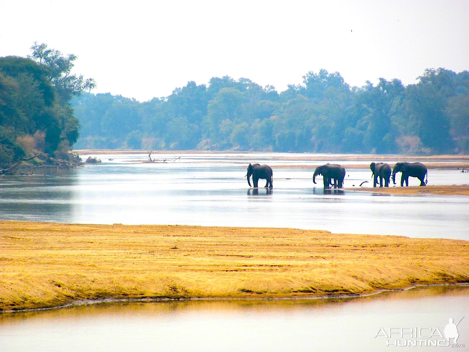 Elephants Zambia Africa