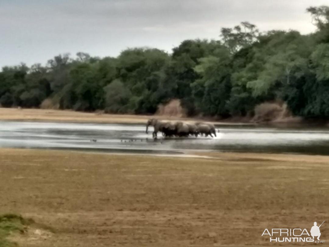 Elephants Zambia