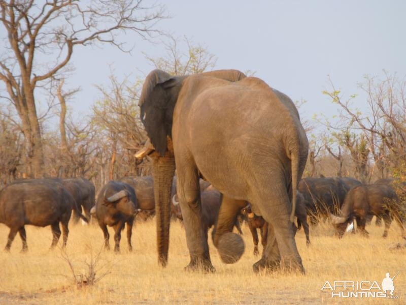 Elephants Zimbabwe Wildlife