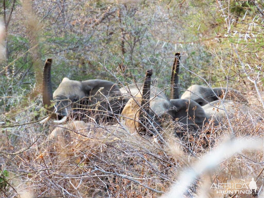 Elephants Zimbabwe