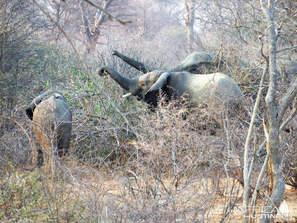 Elephants Zimbabwe