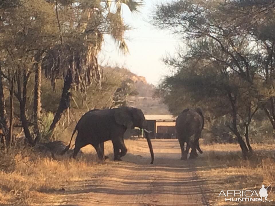 Elephants Zimbabwe