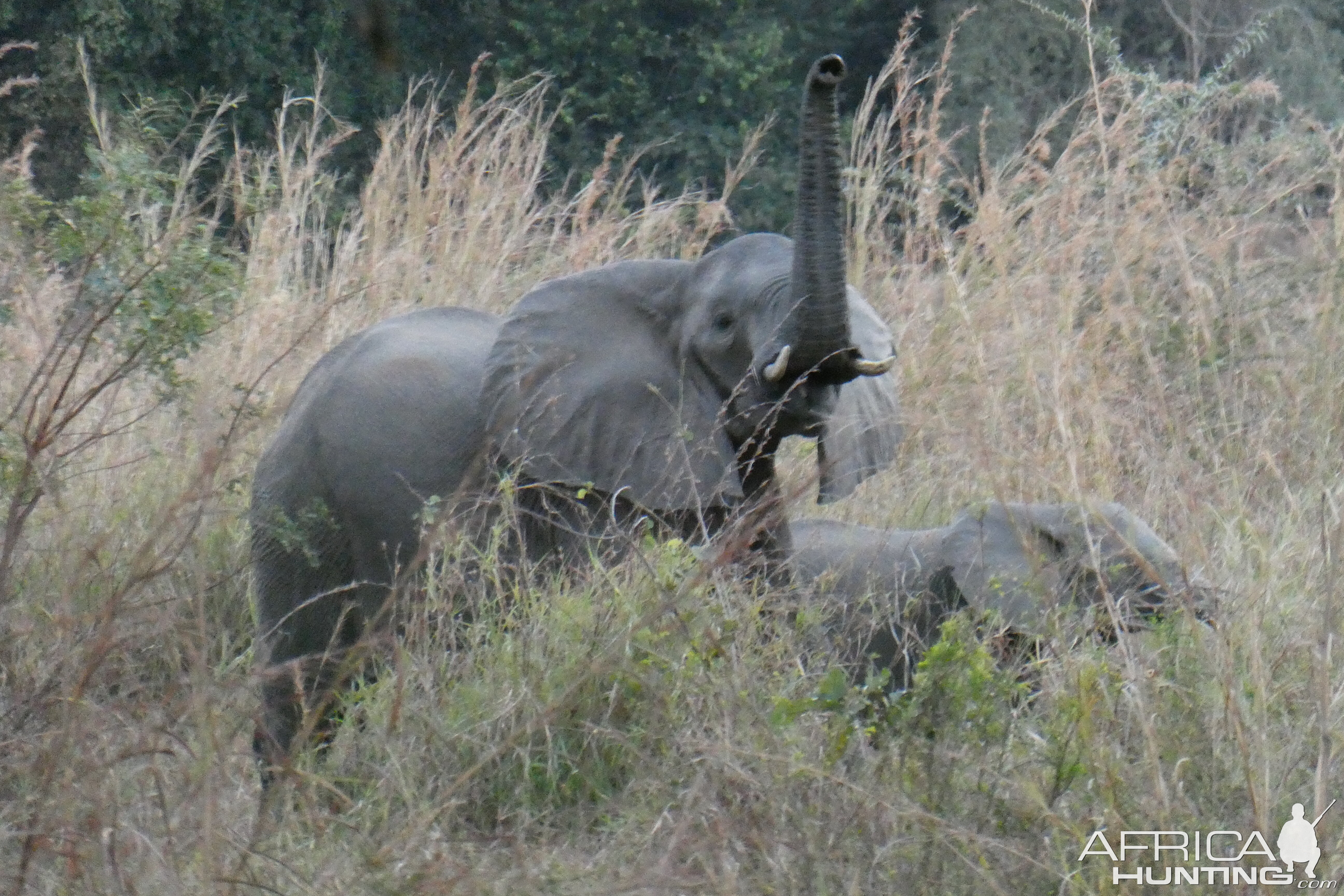 Elephants Zimbabwe