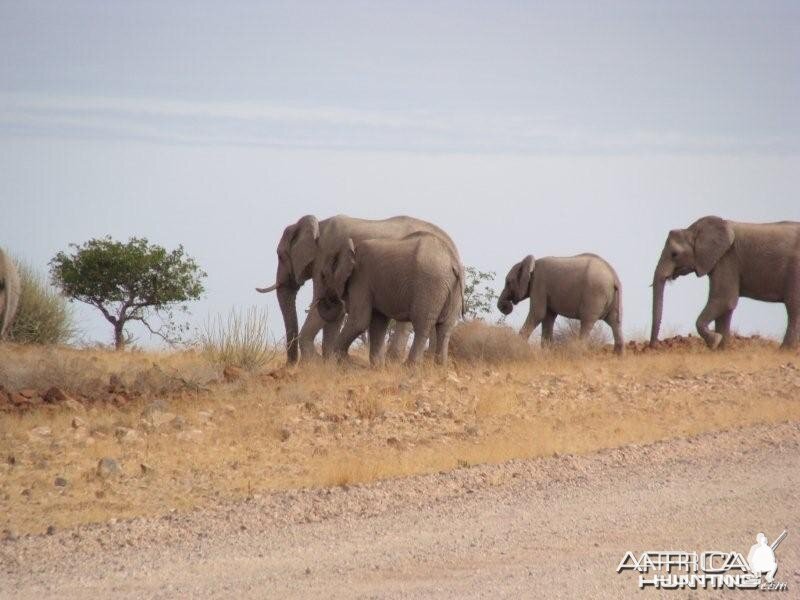 Elephants