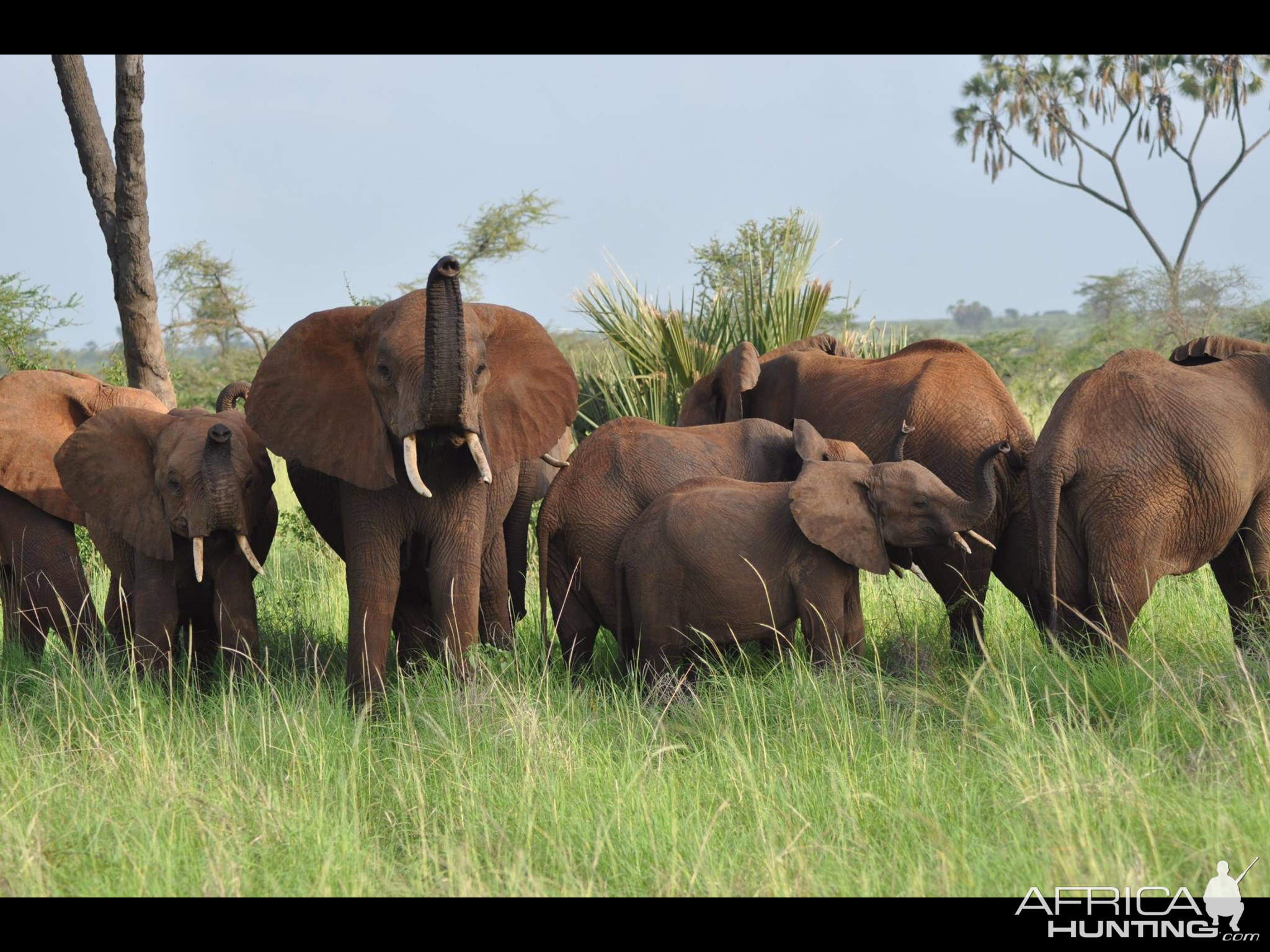 Elephants