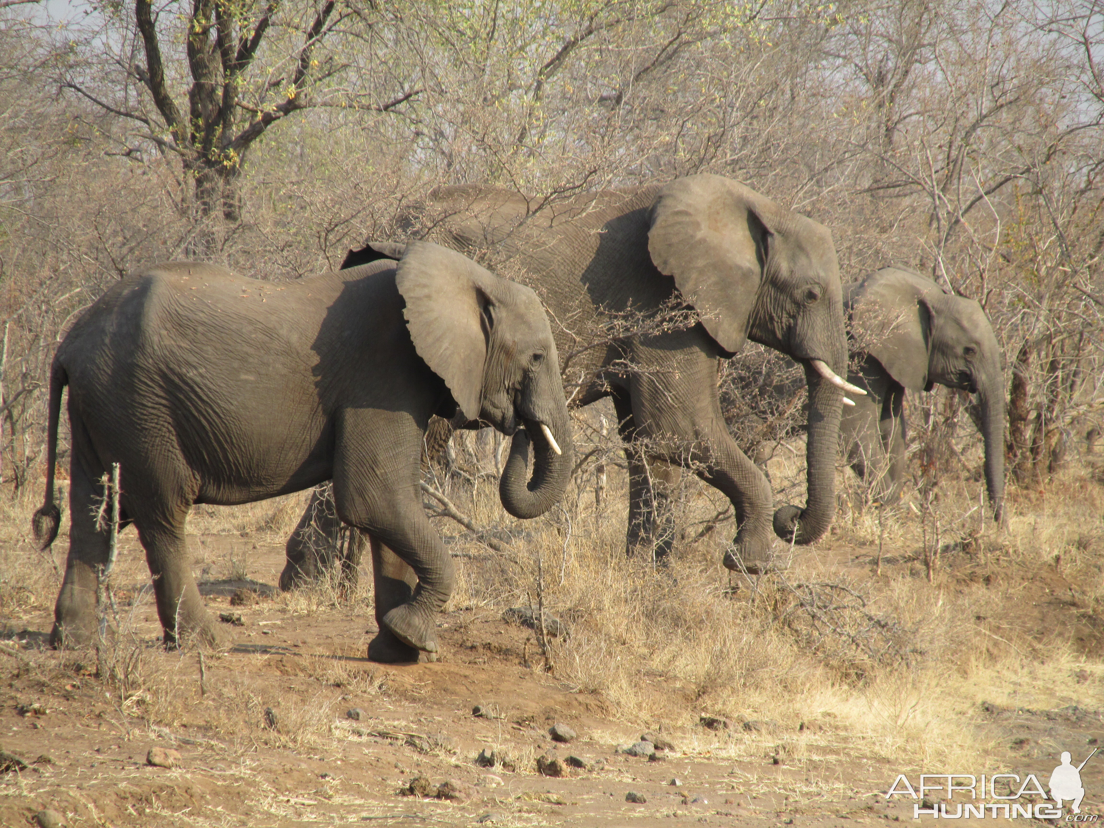 Elephants