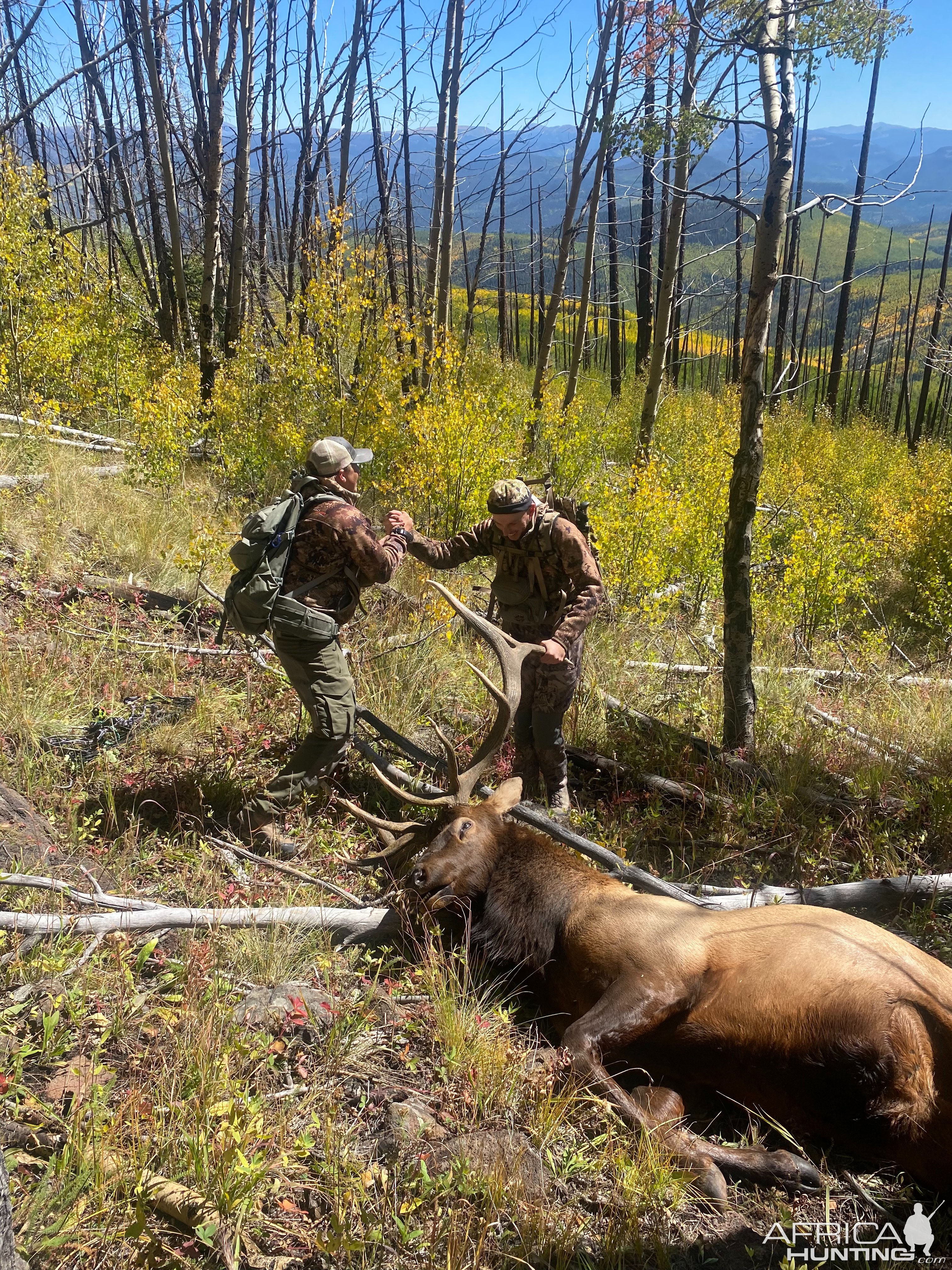 Elk Bow Hunt Colorado