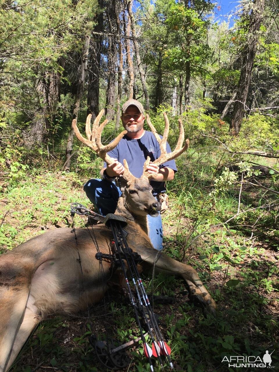 Elk Bow Hunting