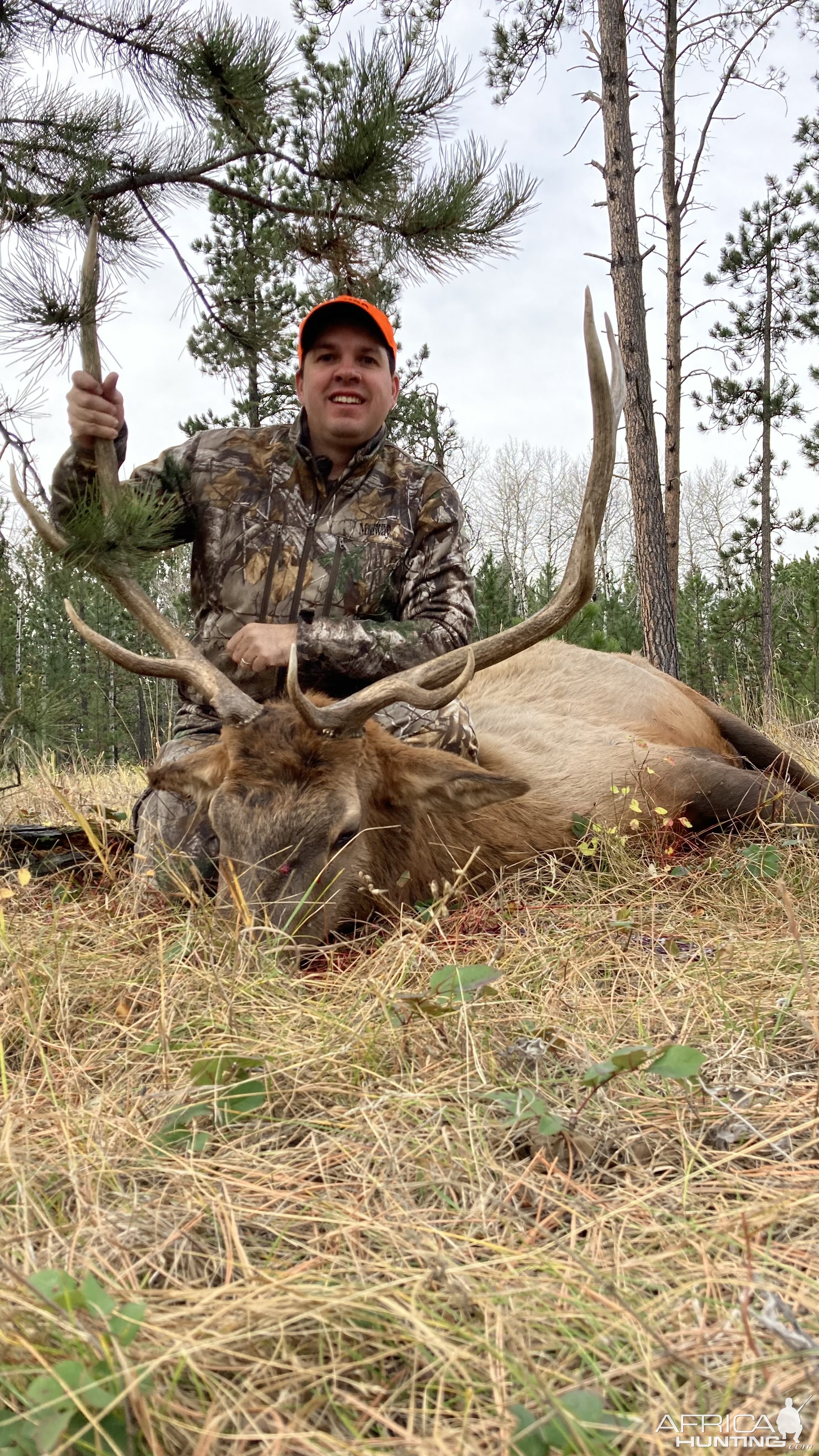 Elk Bull Hunt Wyoming